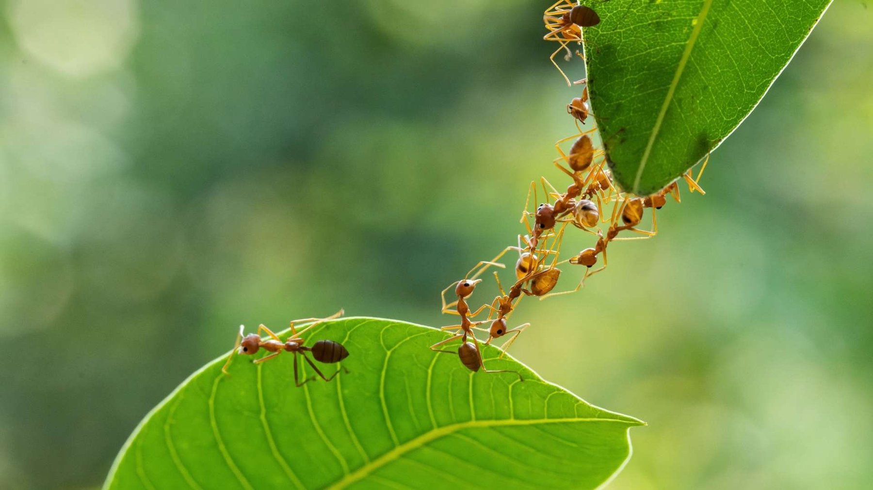 AI, ML and Data Science - Ant bridge