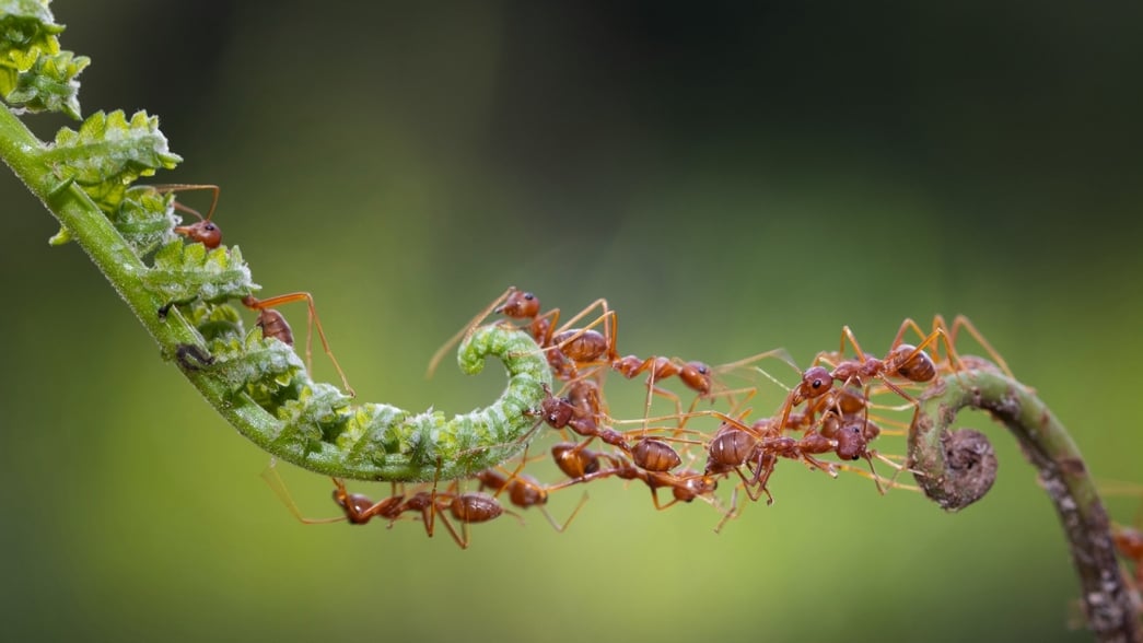 ANT BRIDGE
