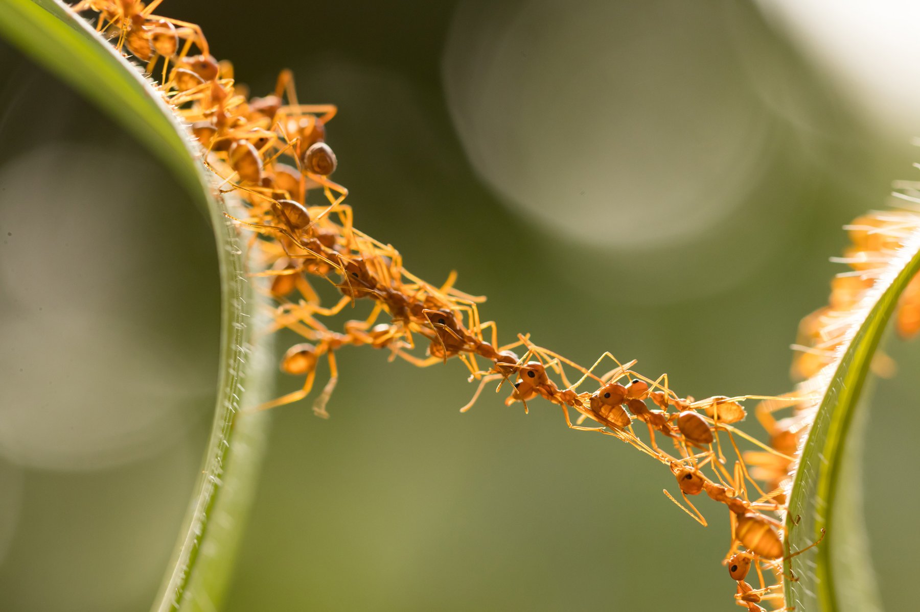 ants representing IT recruitment services