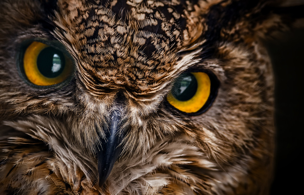 IT recruitment services