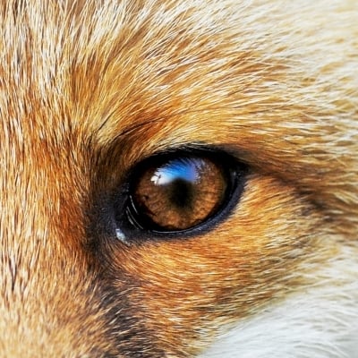 FOX EYE-1
