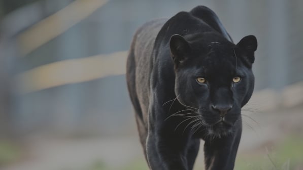 agility - panther-1