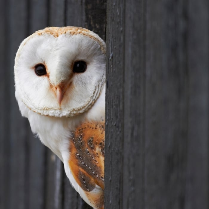 barn owl (2)