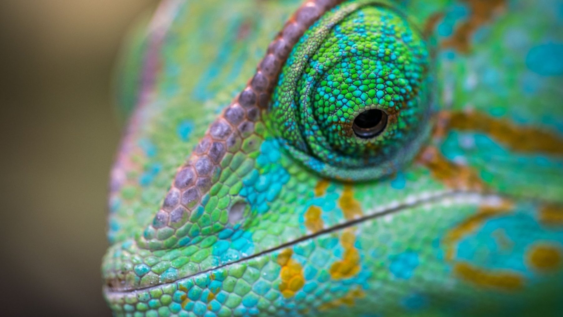 dynamics 365 - chameleon