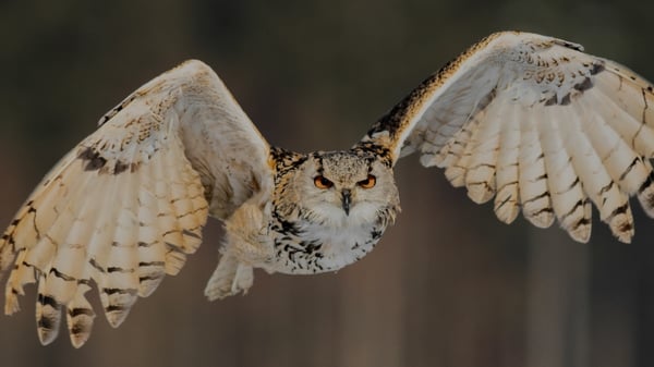 owl (2)