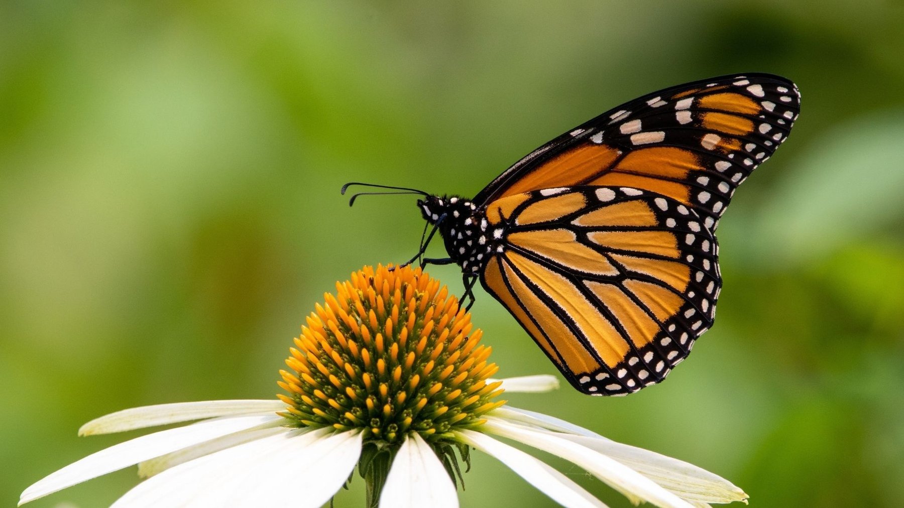 technology & transformation - butterfly (1)